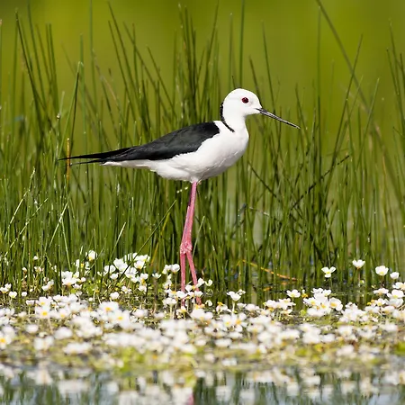 Gospodarstwo wiejskie Casa Babel Monfraguee *