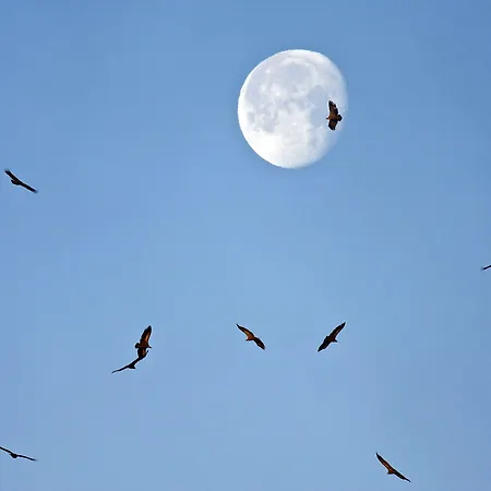 Gospodarstwo wiejskie Casa Babel Monfraguee Torrejón el Rubio