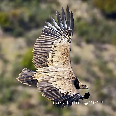 Gospodarstwo wiejskie Casa Babel Monfraguee