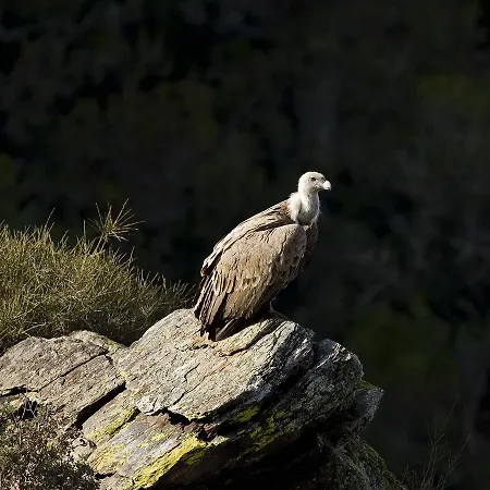 Gospodarstwo wiejskie Casa Babel Monfraguee
