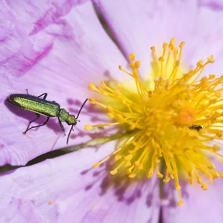Gospodarstwo wiejskie Casa Babel Monfraguee