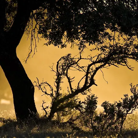 Casa Babel Monfraguee *