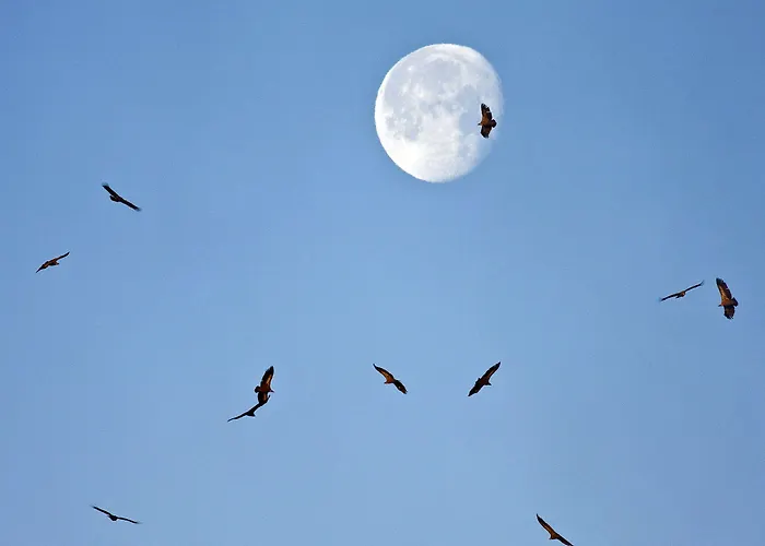 Casa rural Casa Babel Monfragüe Torrejón el Rubio