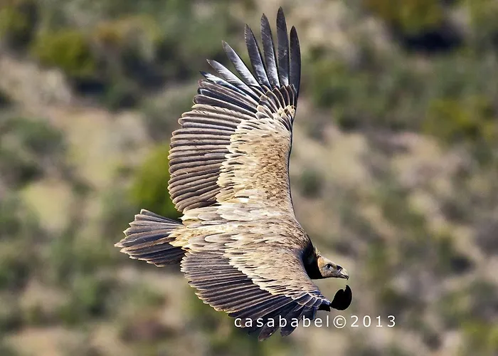 Casa rural Casa Babel Monfragüe
