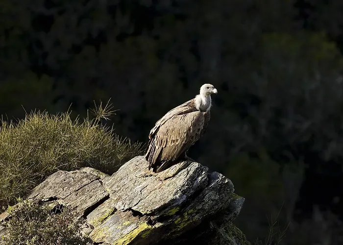 Casa rural Casa Babel Monfragüe