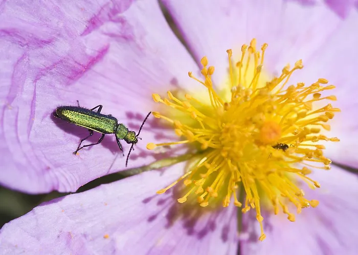 Casa rural Casa Babel Monfragüe