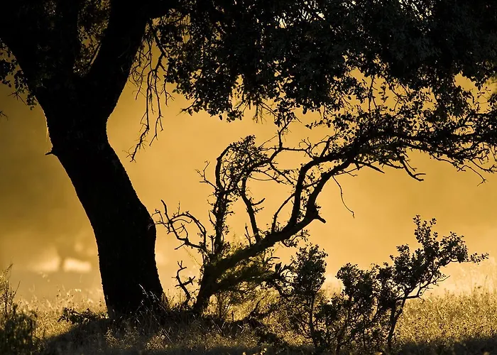 Casa Babel Monfragüe *